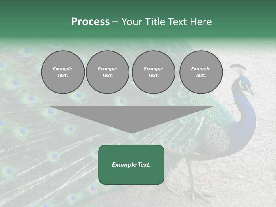 Peacock PowerPoint Template