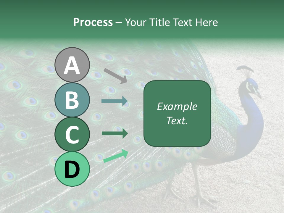 Peacock PowerPoint Template