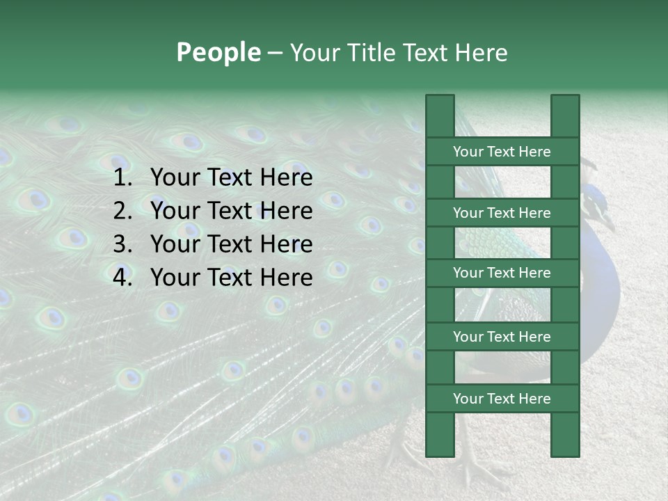 Peacock PowerPoint Template