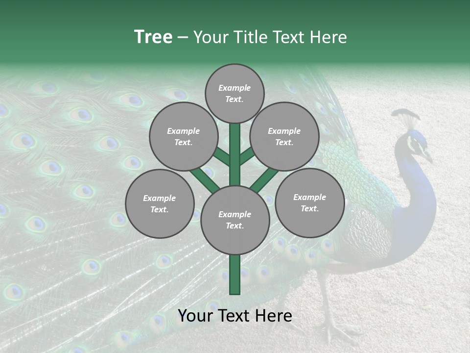 Peacock PowerPoint Template