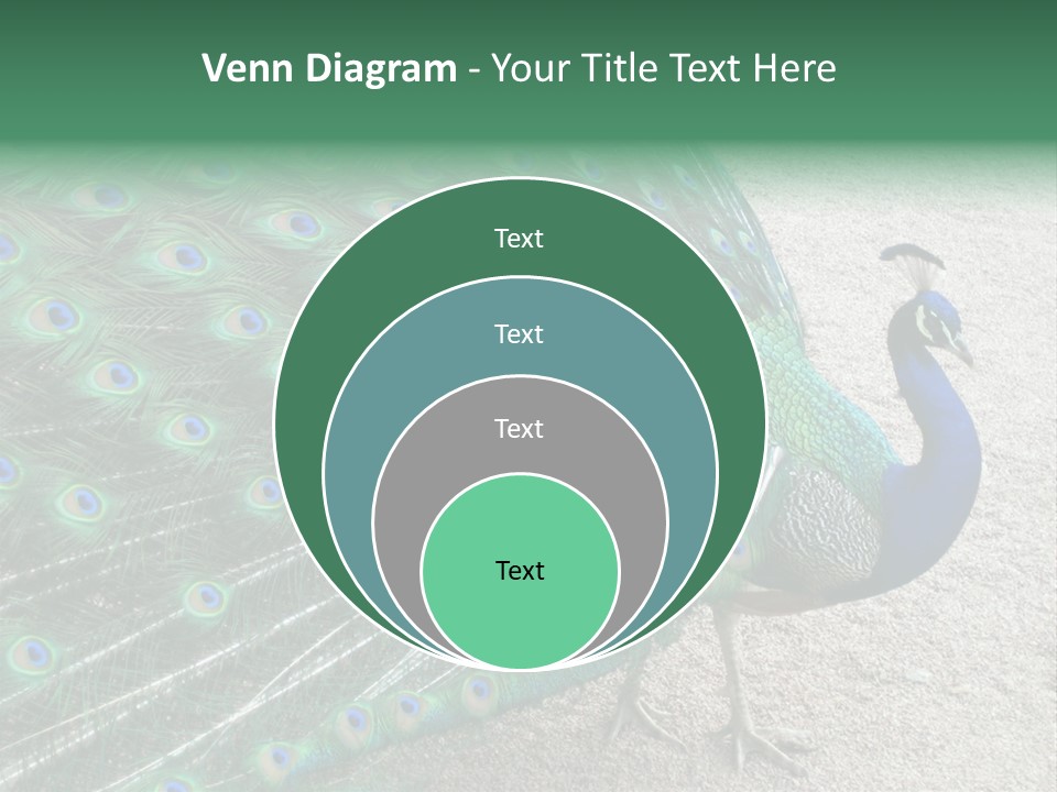 Peacock PowerPoint Template