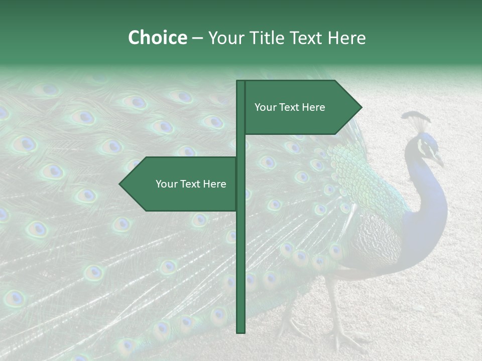 Peacock PowerPoint Template