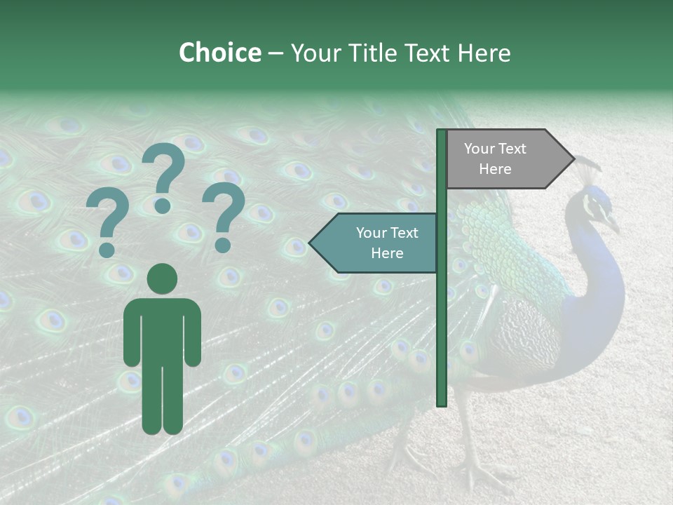 Peacock PowerPoint Template