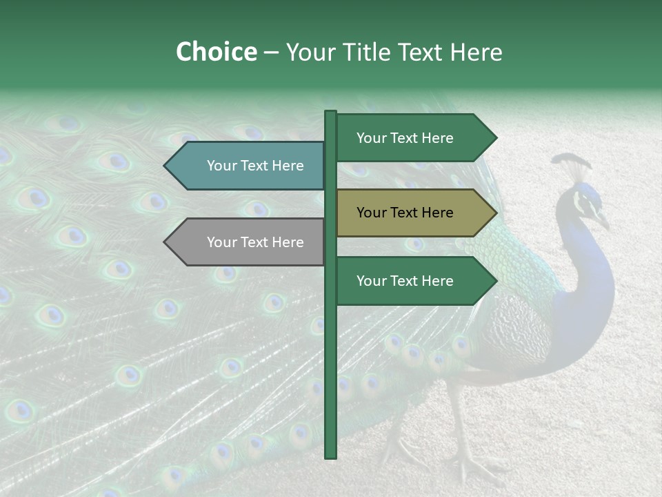 Peacock PowerPoint Template