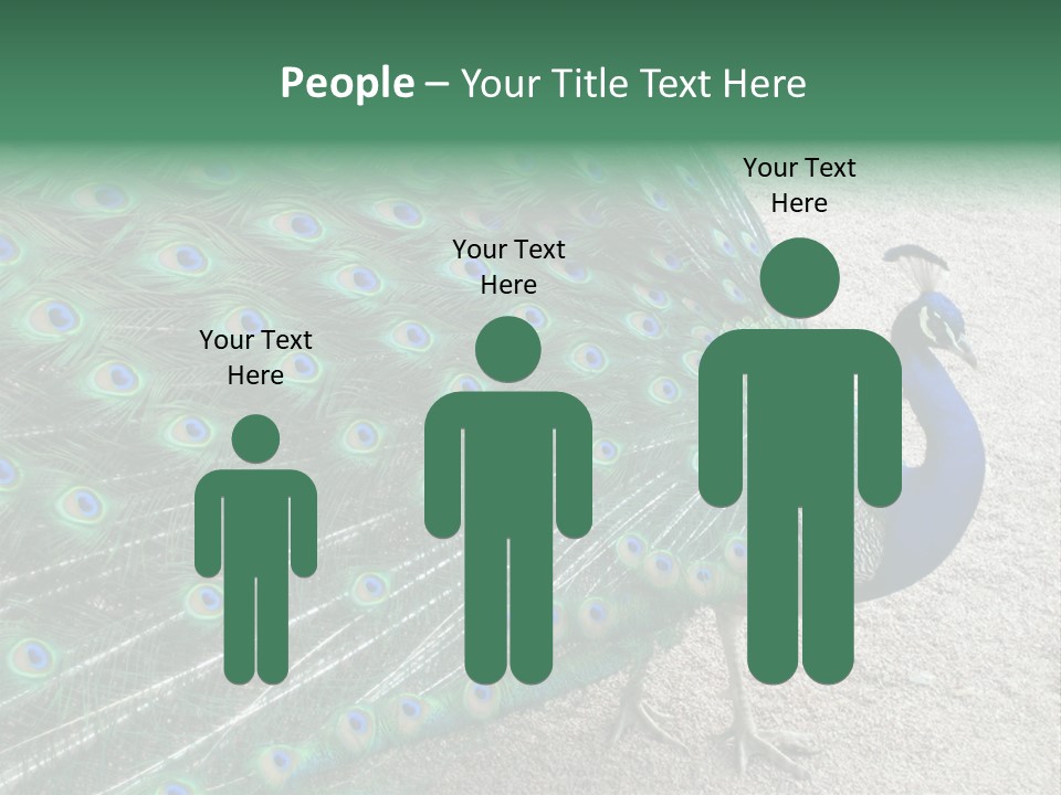 Peacock PowerPoint Template