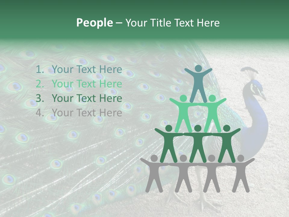 Peacock PowerPoint Template