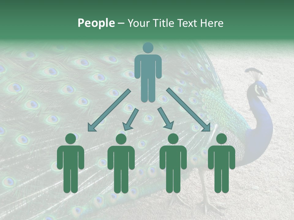Peacock PowerPoint Template
