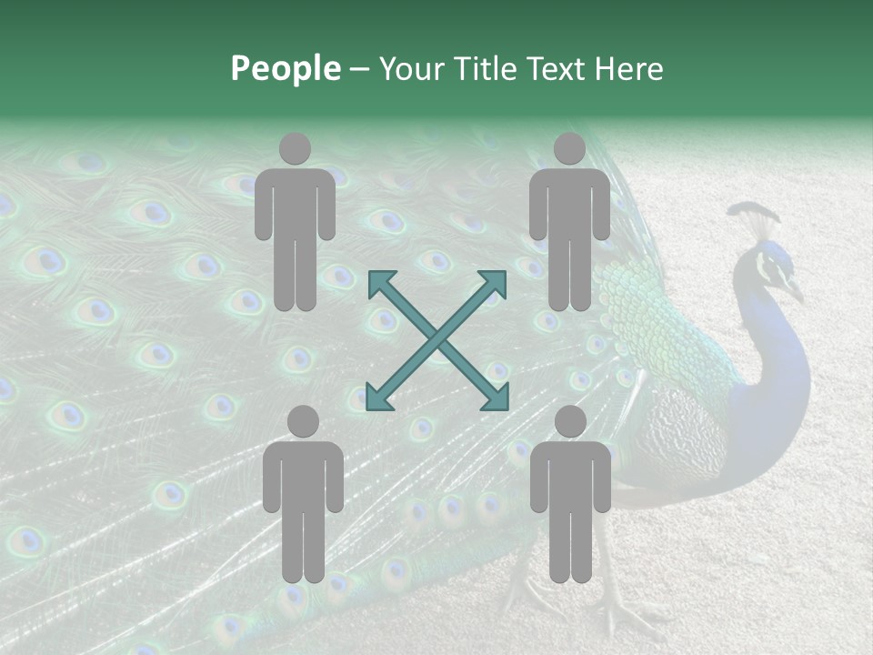 Peacock PowerPoint Template