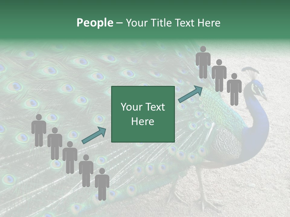 Peacock PowerPoint Template