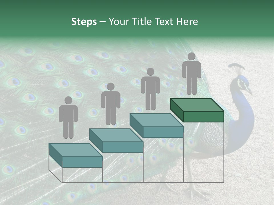 Peacock PowerPoint Template