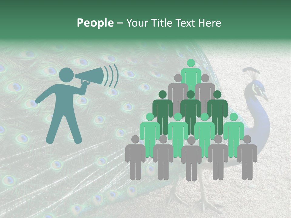 Peacock PowerPoint Template