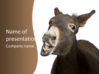 Donkey (4 Years) In Front Of A White Background PowerPoint Template