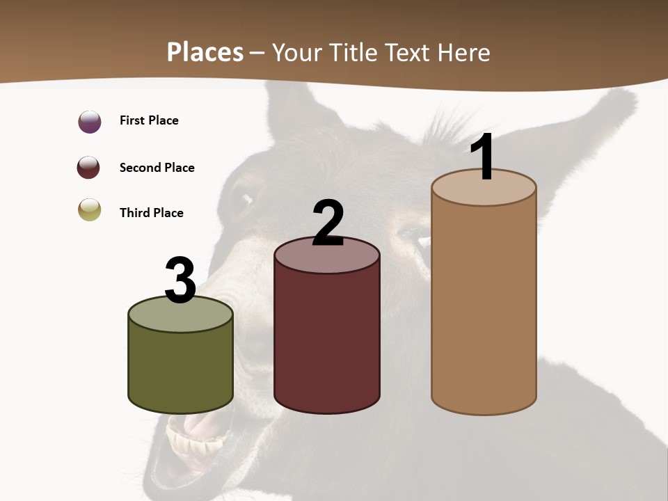 Donkey (4 Years) In Front Of A White Background PowerPoint Template