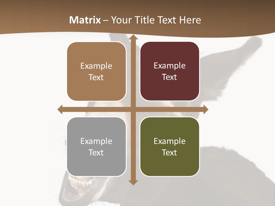 Donkey (4 Years) In Front Of A White Background PowerPoint Template