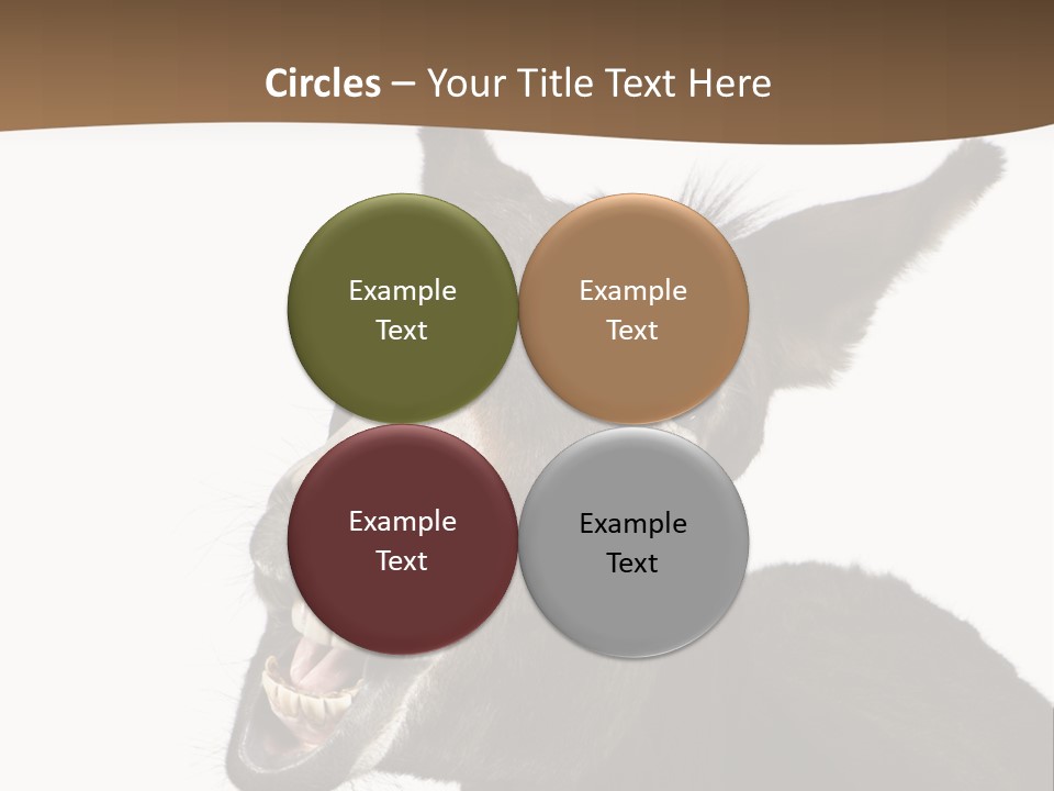 Donkey (4 Years) In Front Of A White Background PowerPoint Template