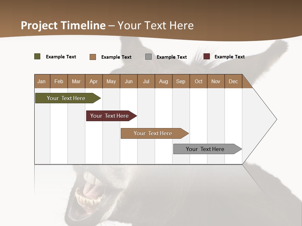 Donkey (4 Years) In Front Of A White Background PowerPoint Template