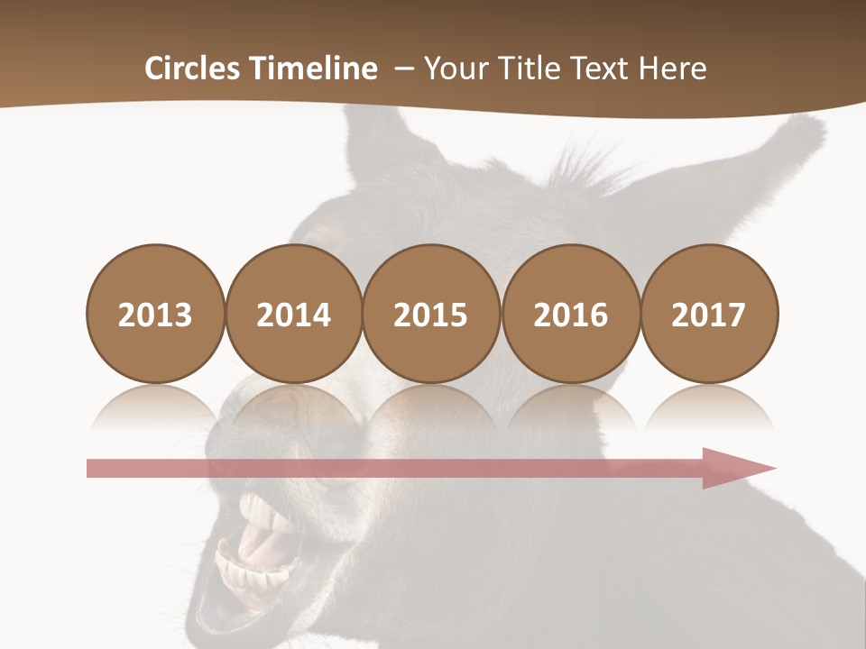 Donkey (4 Years) In Front Of A White Background PowerPoint Template