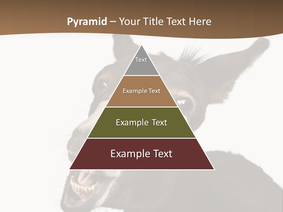 Donkey (4 Years) In Front Of A White Background PowerPoint Template