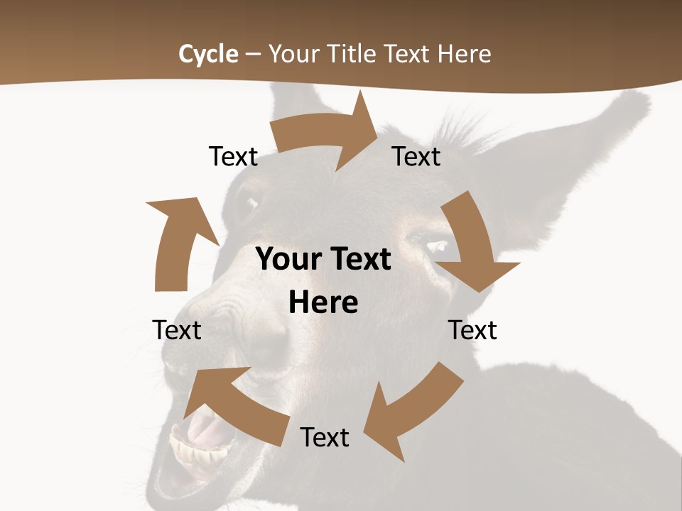 Donkey (4 Years) In Front Of A White Background PowerPoint Template