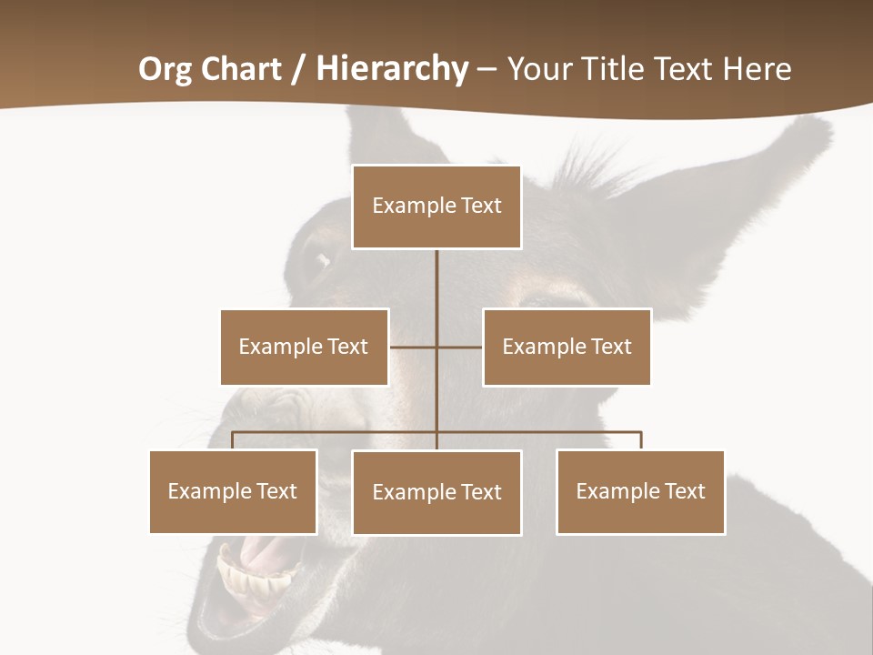 Donkey (4 Years) In Front Of A White Background PowerPoint Template