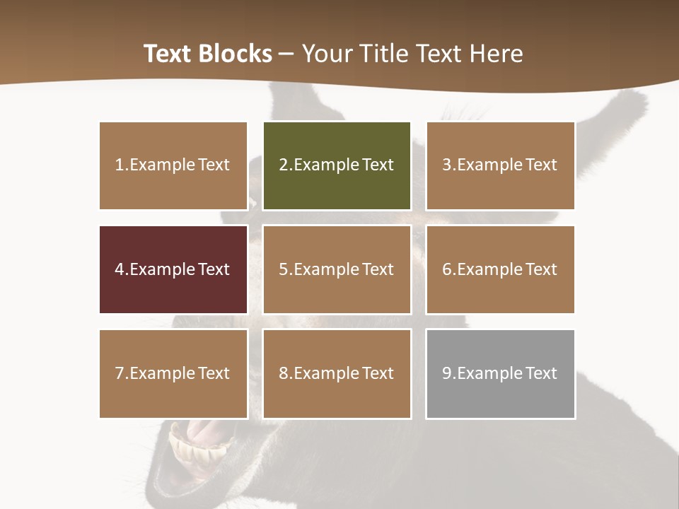 Donkey (4 Years) In Front Of A White Background PowerPoint Template