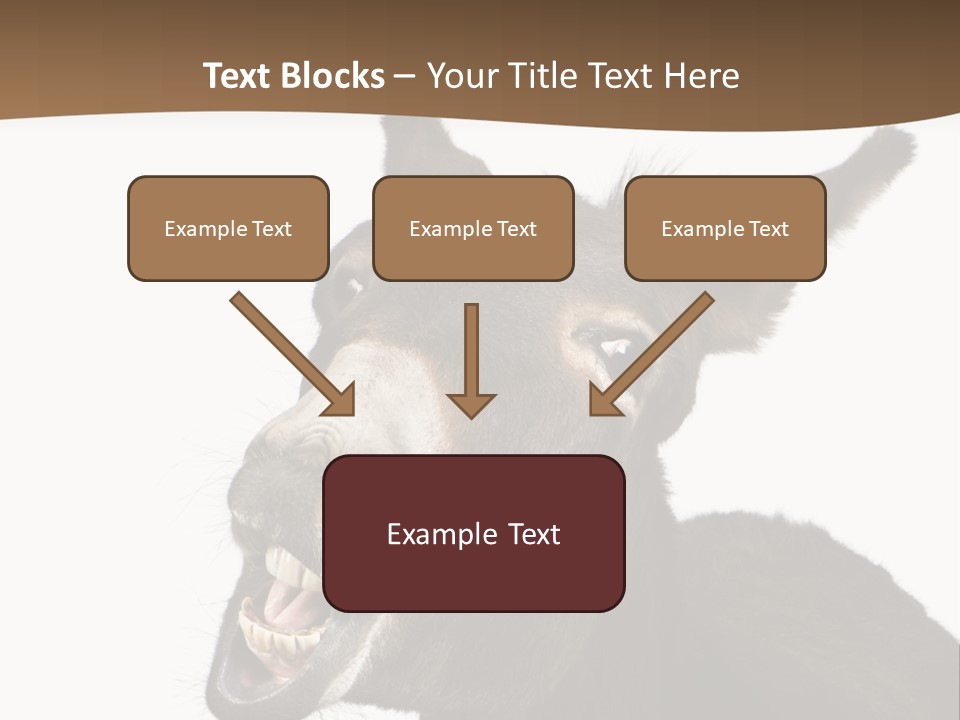 Donkey (4 Years) In Front Of A White Background PowerPoint Template