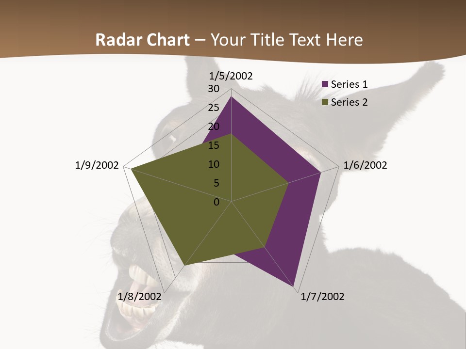 Donkey (4 Years) In Front Of A White Background PowerPoint Template