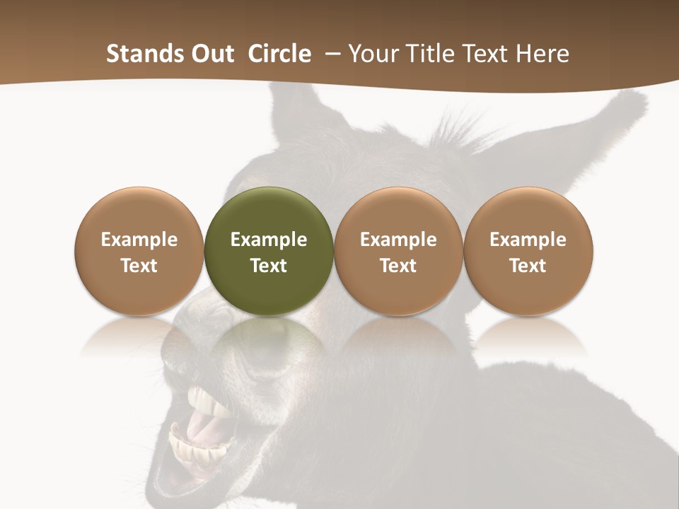 Donkey (4 Years) In Front Of A White Background PowerPoint Template