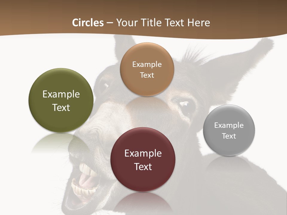 Donkey (4 Years) In Front Of A White Background PowerPoint Template