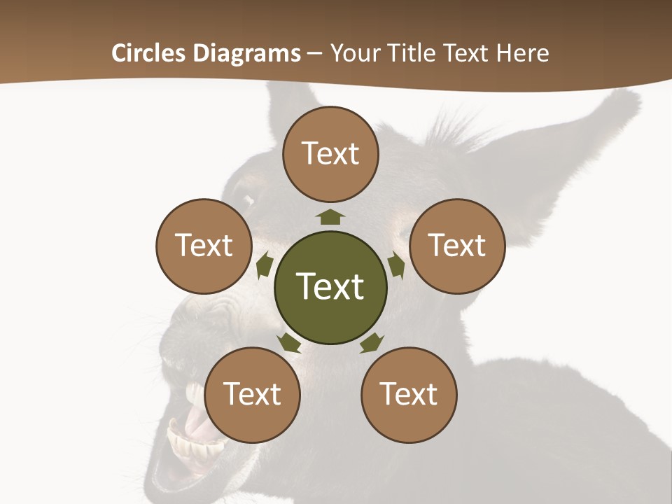 Donkey (4 Years) In Front Of A White Background PowerPoint Template