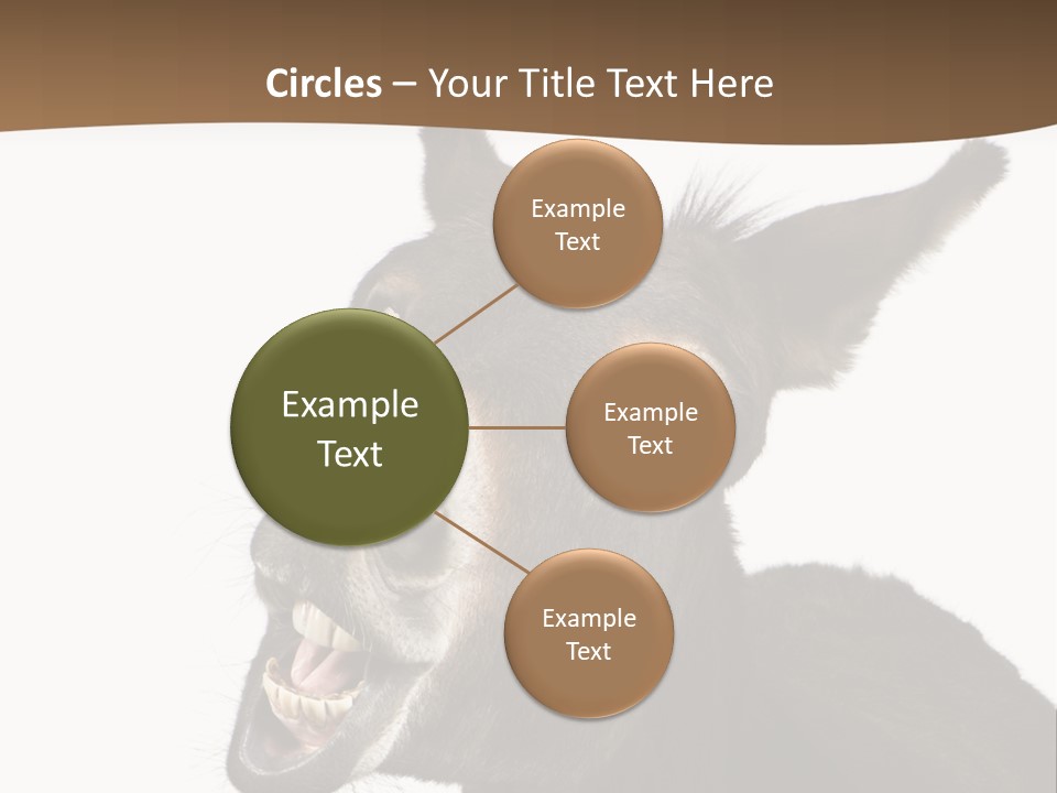 Donkey (4 Years) In Front Of A White Background PowerPoint Template