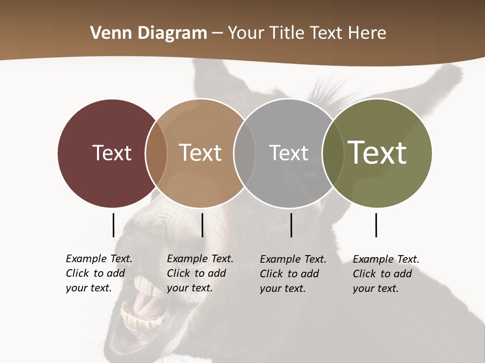 Donkey (4 Years) In Front Of A White Background PowerPoint Template