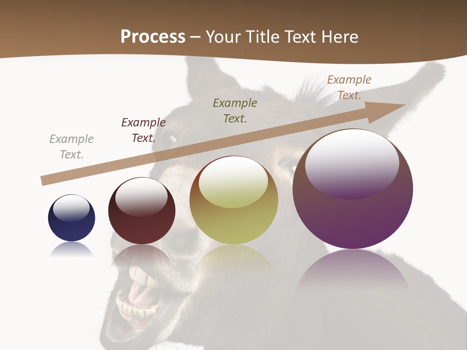 Donkey (4 Years) In Front Of A White Background PowerPoint Template