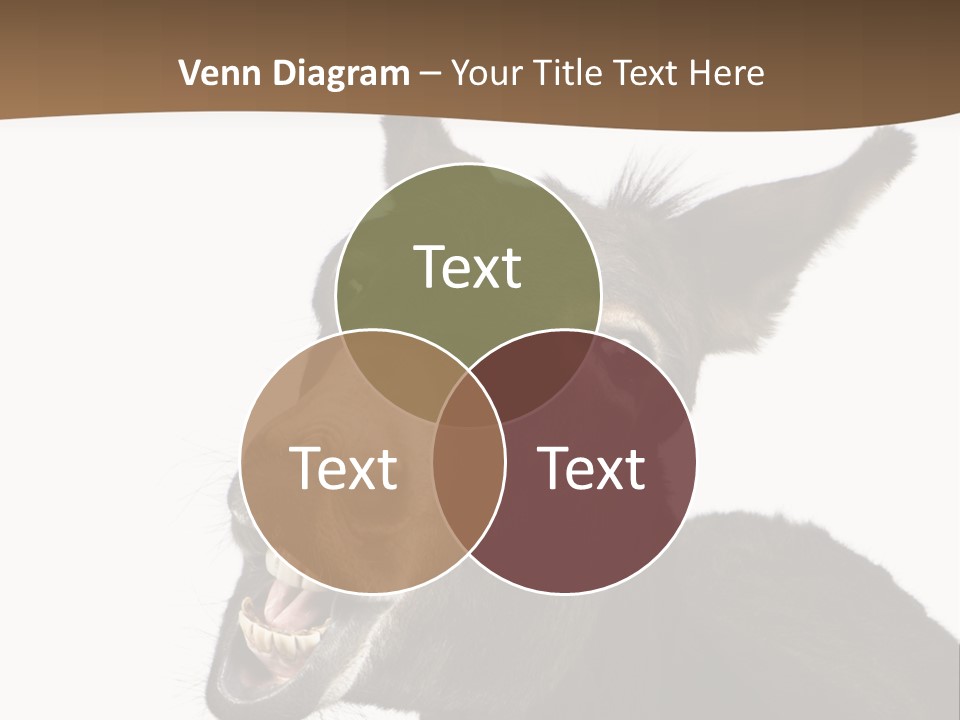 Donkey (4 Years) In Front Of A White Background PowerPoint Template