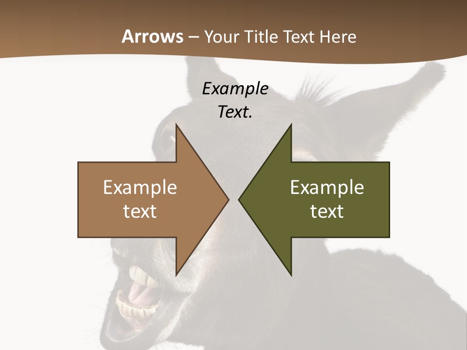 Donkey (4 Years) In Front Of A White Background PowerPoint Template