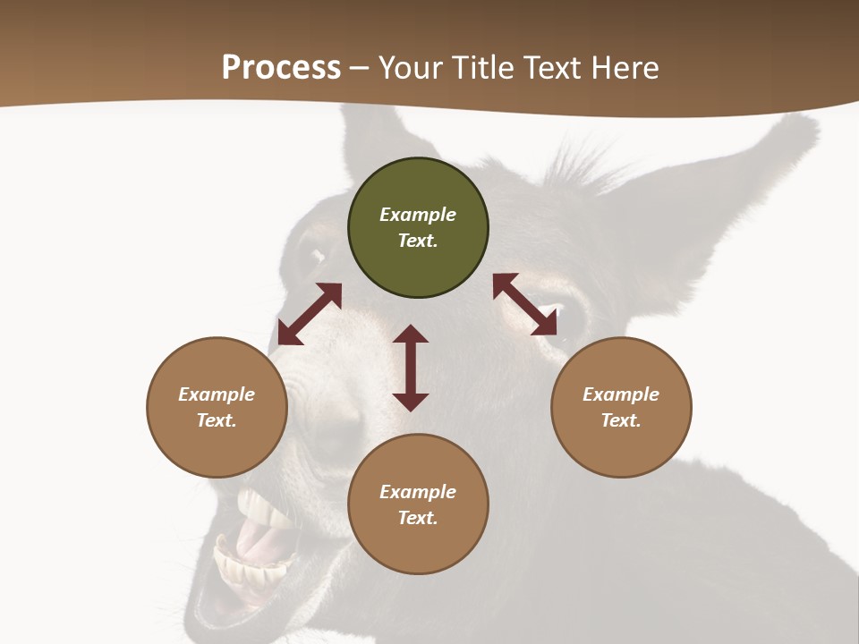 Donkey (4 Years) In Front Of A White Background PowerPoint Template