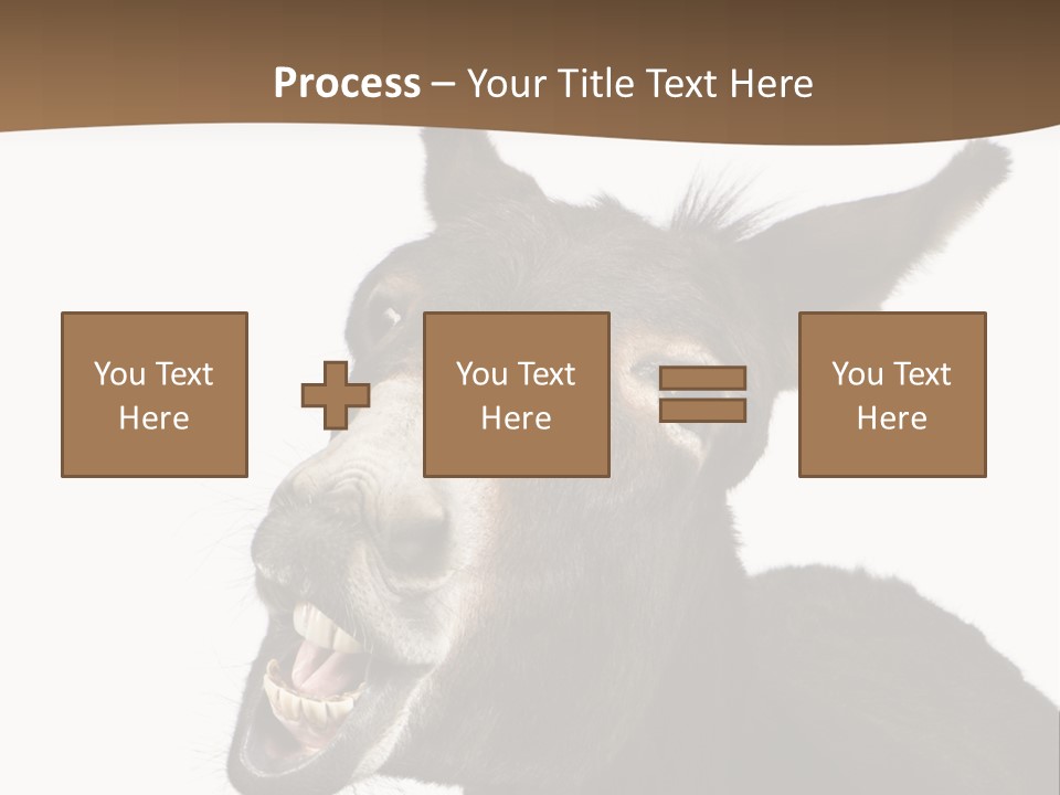 Donkey (4 Years) In Front Of A White Background PowerPoint Template
