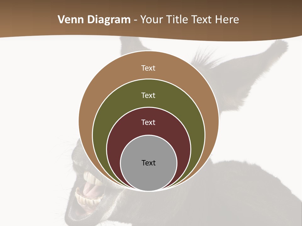 Donkey (4 Years) In Front Of A White Background PowerPoint Template