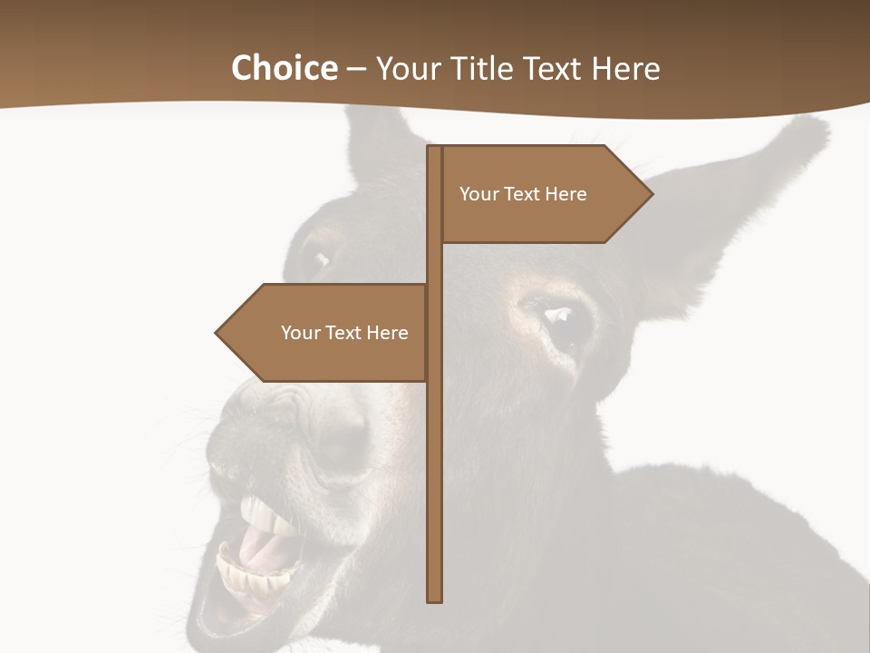 Donkey (4 Years) In Front Of A White Background PowerPoint Template