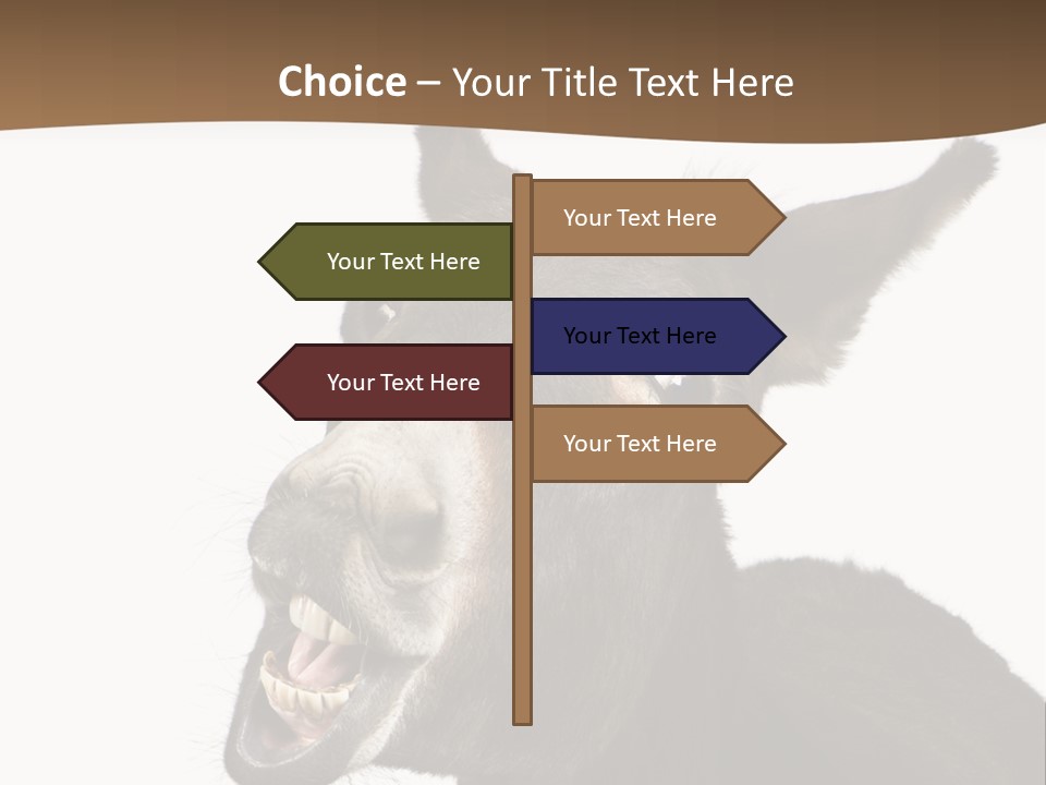 Donkey (4 Years) In Front Of A White Background PowerPoint Template