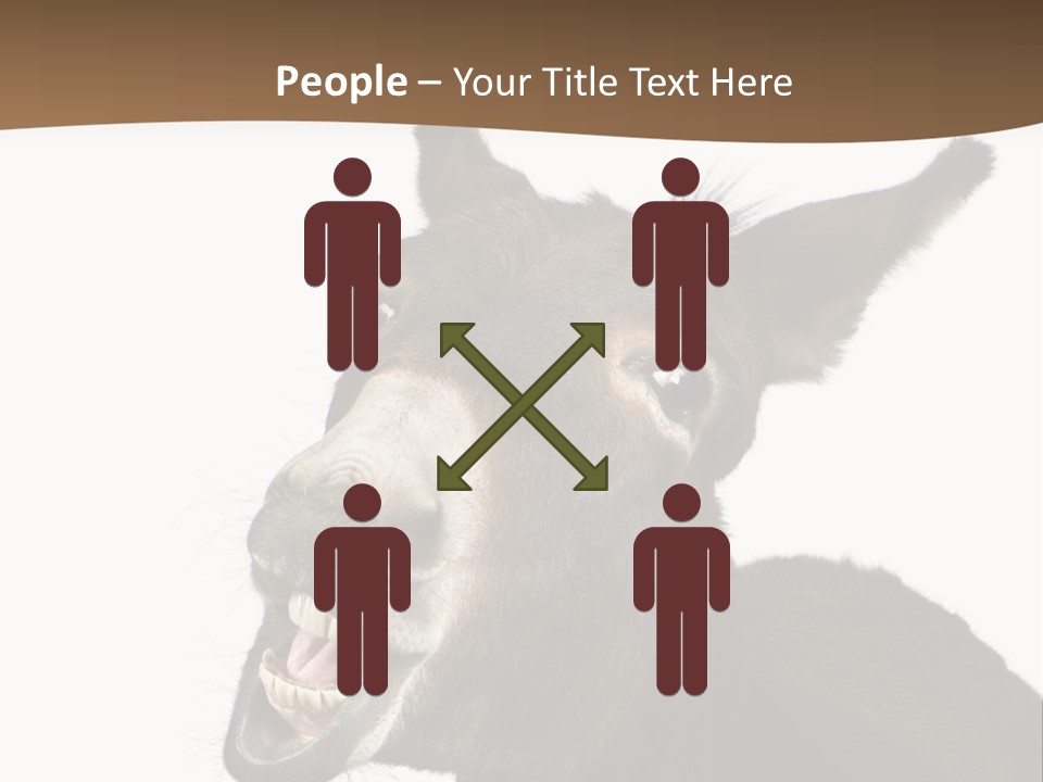 Donkey (4 Years) In Front Of A White Background PowerPoint Template