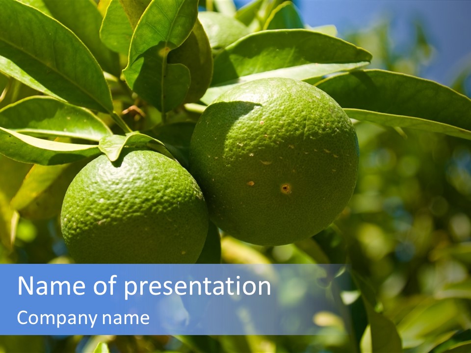 Green Tangerines PowerPoint Template