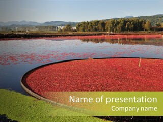 Cranberry Bog PowerPoint Template