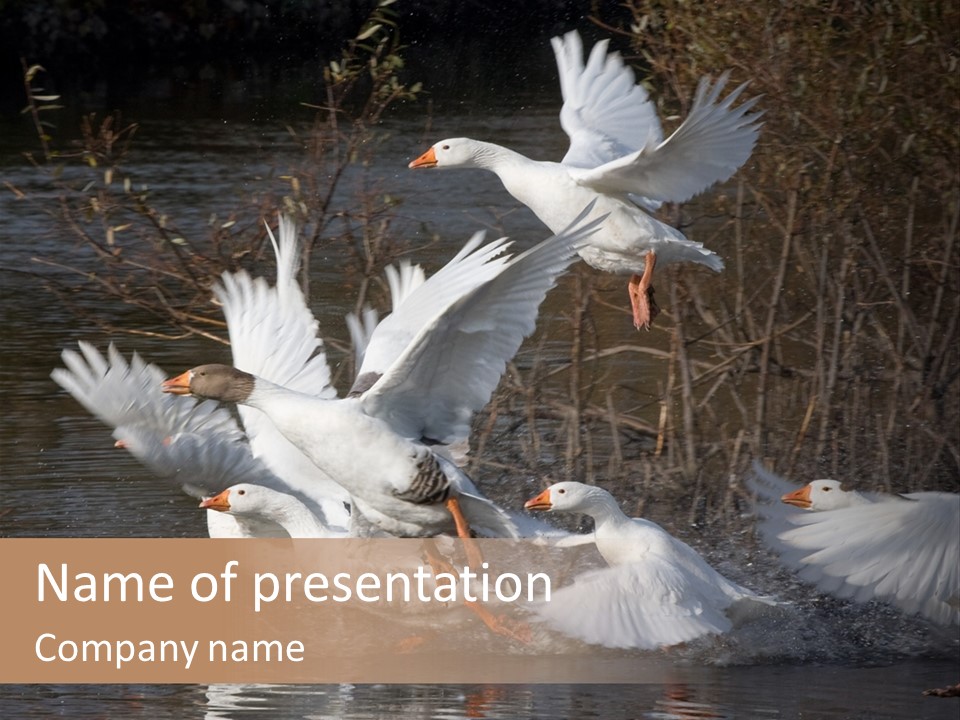 A Flight Of White Geese PowerPoint Template