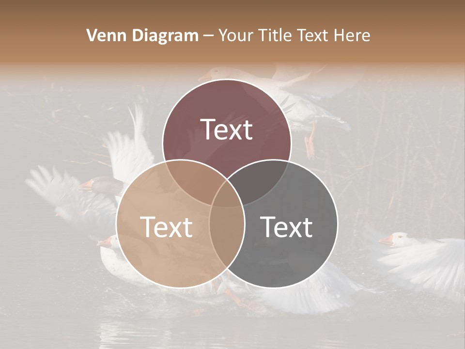 A Flight Of White Geese PowerPoint Template