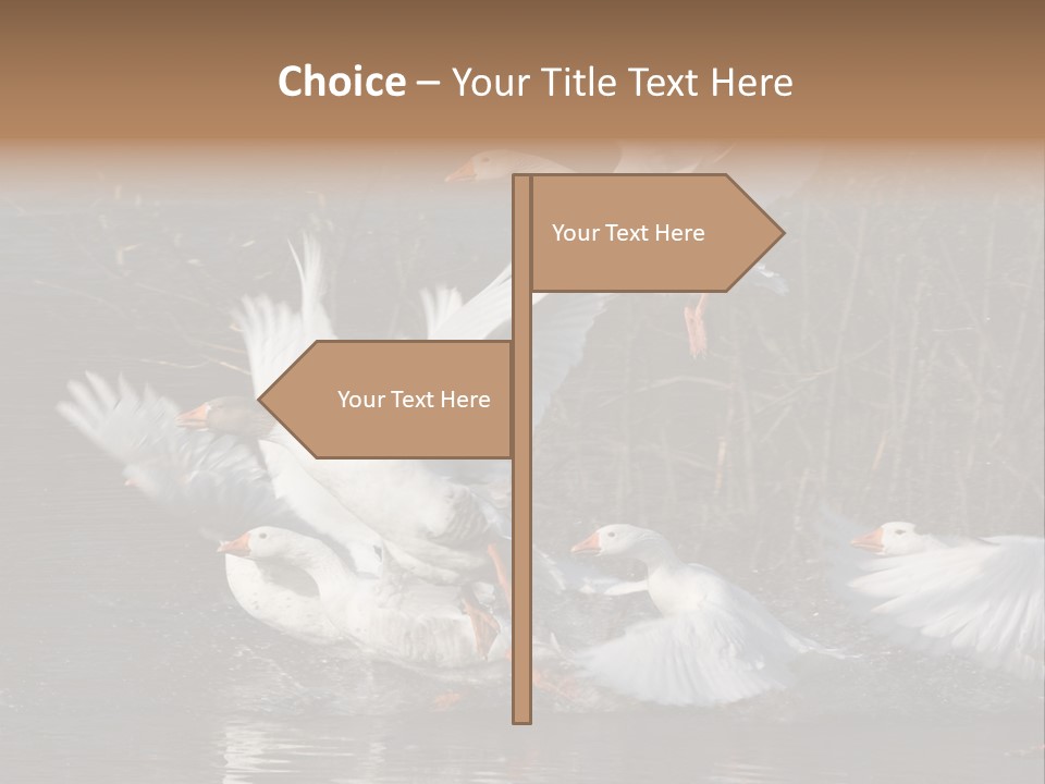 A Flight Of White Geese PowerPoint Template
