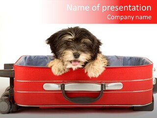 Puppy In The Suitcase PowerPoint Template