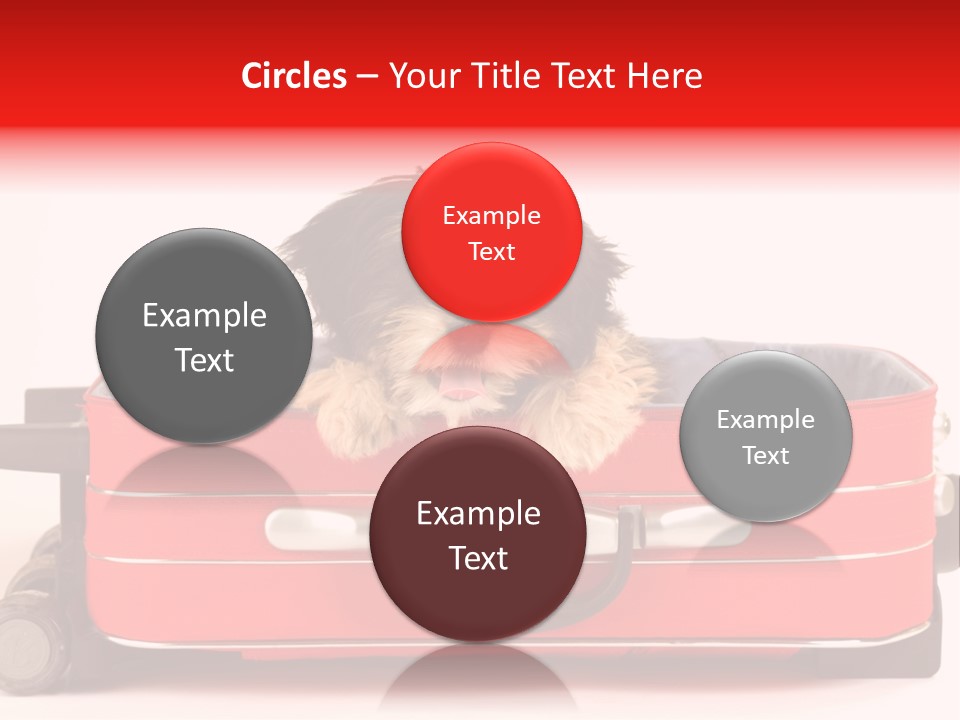 Puppy In The Suitcase PowerPoint Template