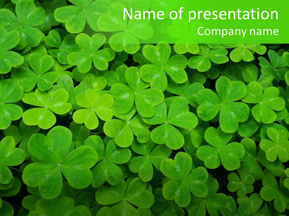 Clover Carpet PowerPoint Template