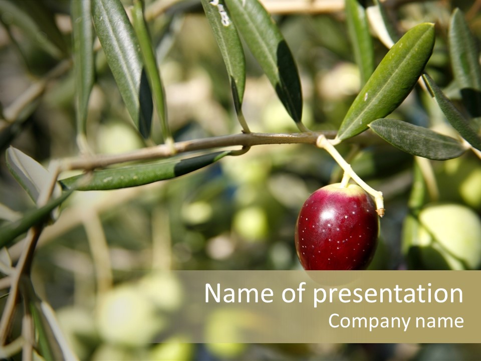 Ripening Olive On Tree Ready For Harvesting PowerPoint Template